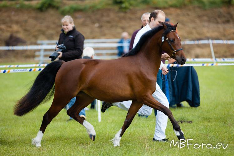 Novella's Equus Rosabel